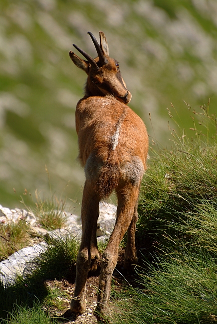 Camoscio d''Abruzzo Rupicapra pyrenaica ornata